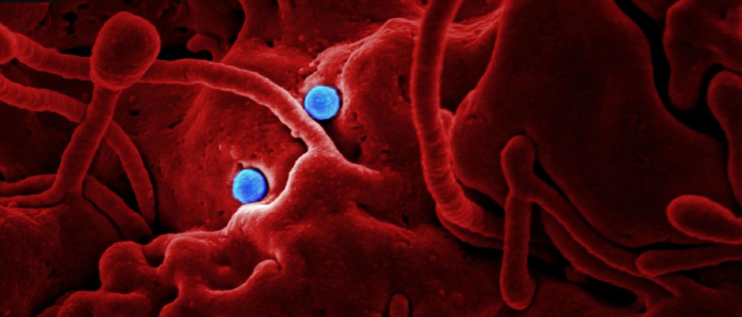 El plan de medidas de Google contra el Coronavirus